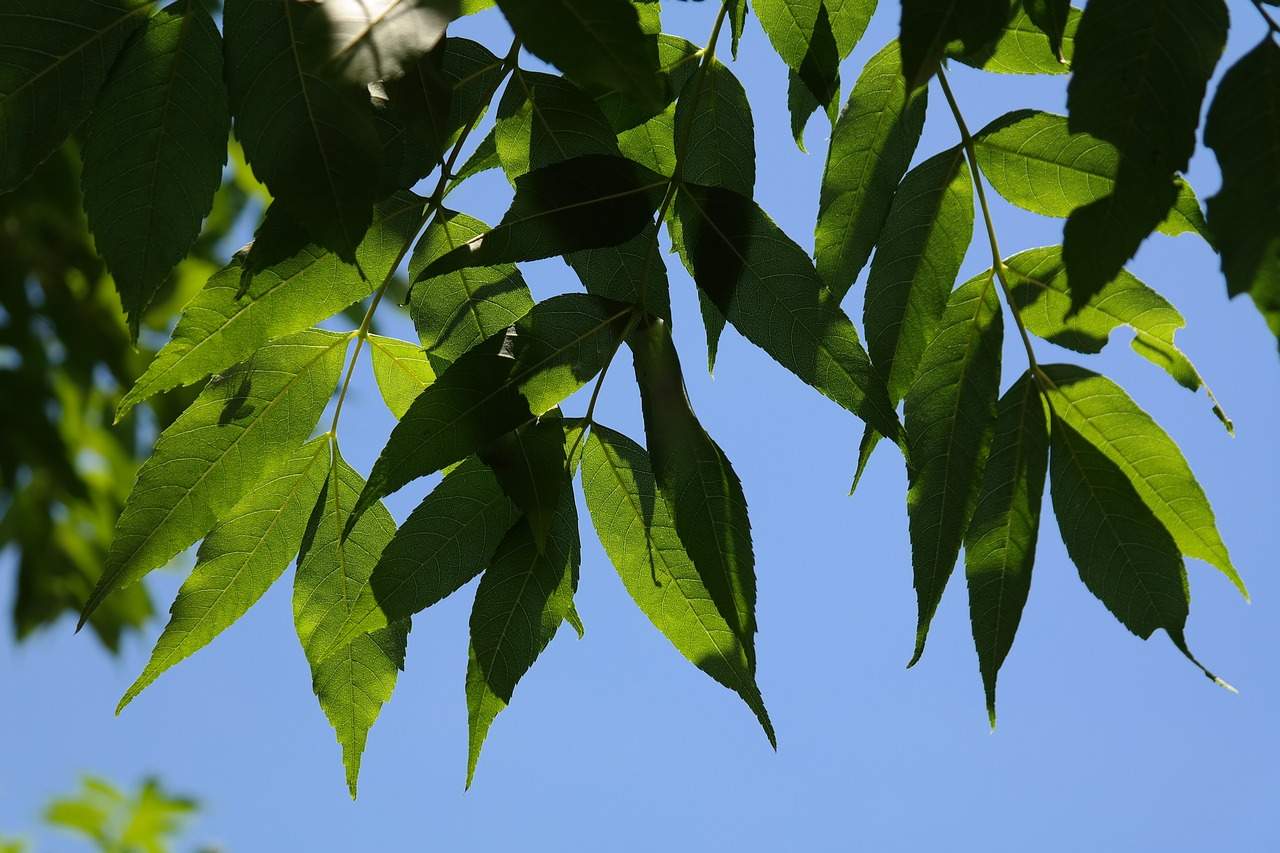 Ash Tree Leaves