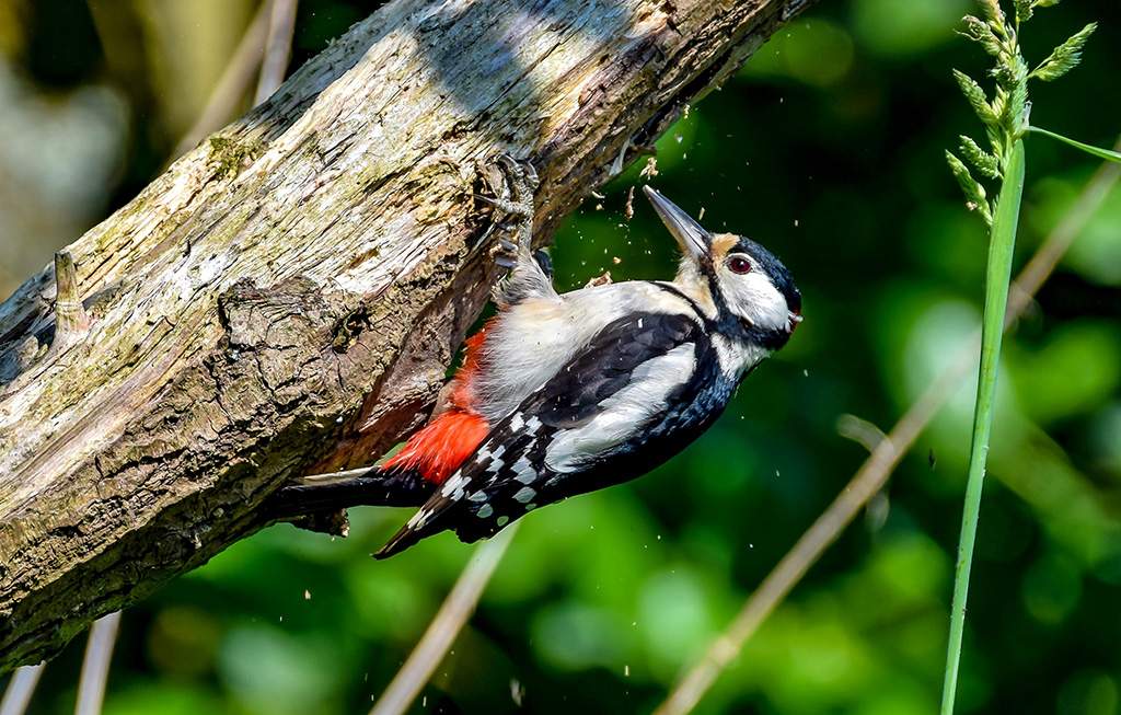Woodpecker on tree