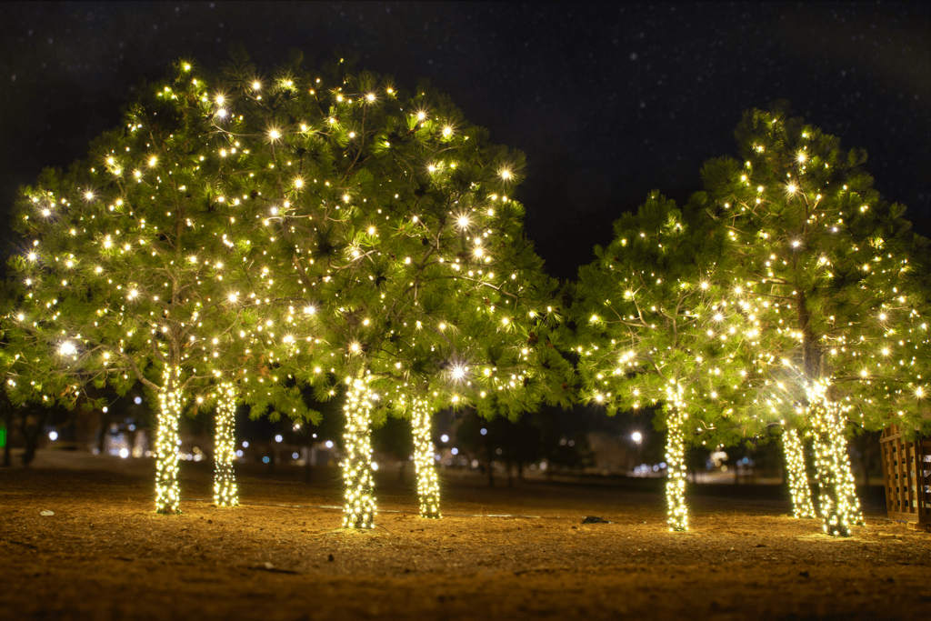 seven evergreen trees at night with christmas lights in the branches and around the trunk.