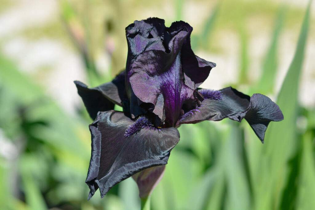 Before the Storm Iris