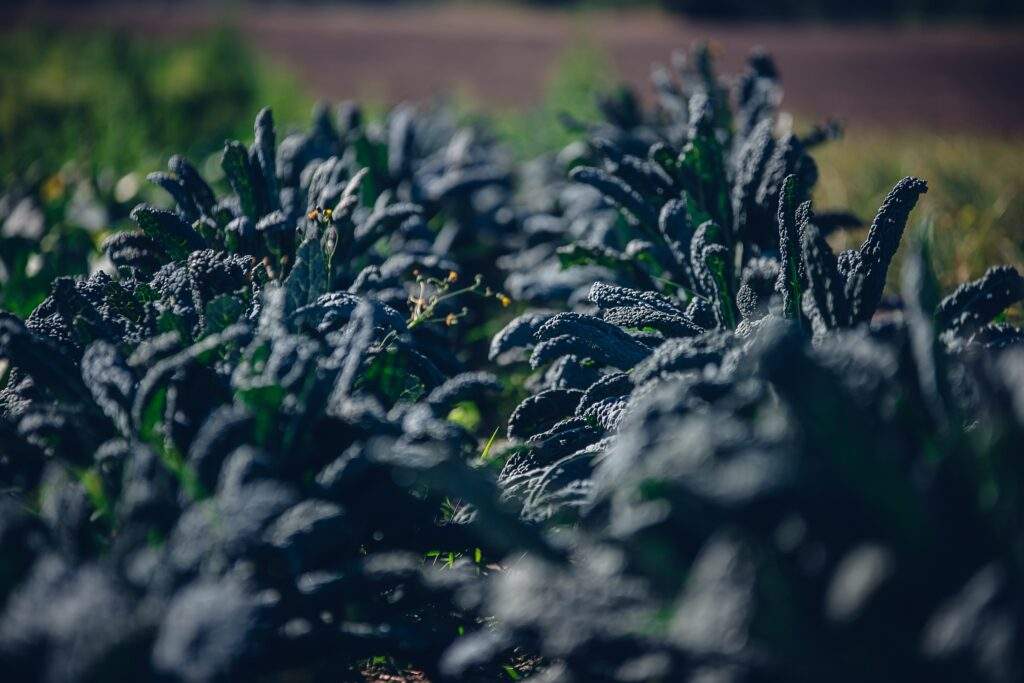 A soft focus of rows of Tuscan kale growing at a farm