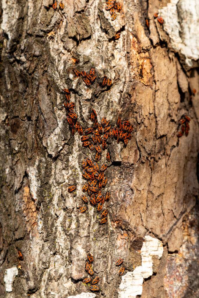 Cluster of red and black firebugs on the tree bark