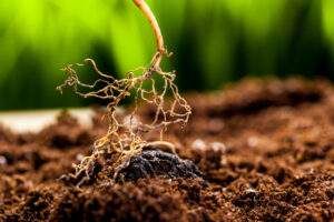 Plant Establishment in Colorado Springs: Why It Takes 3–5 Years for Xeric Plants to Thrive