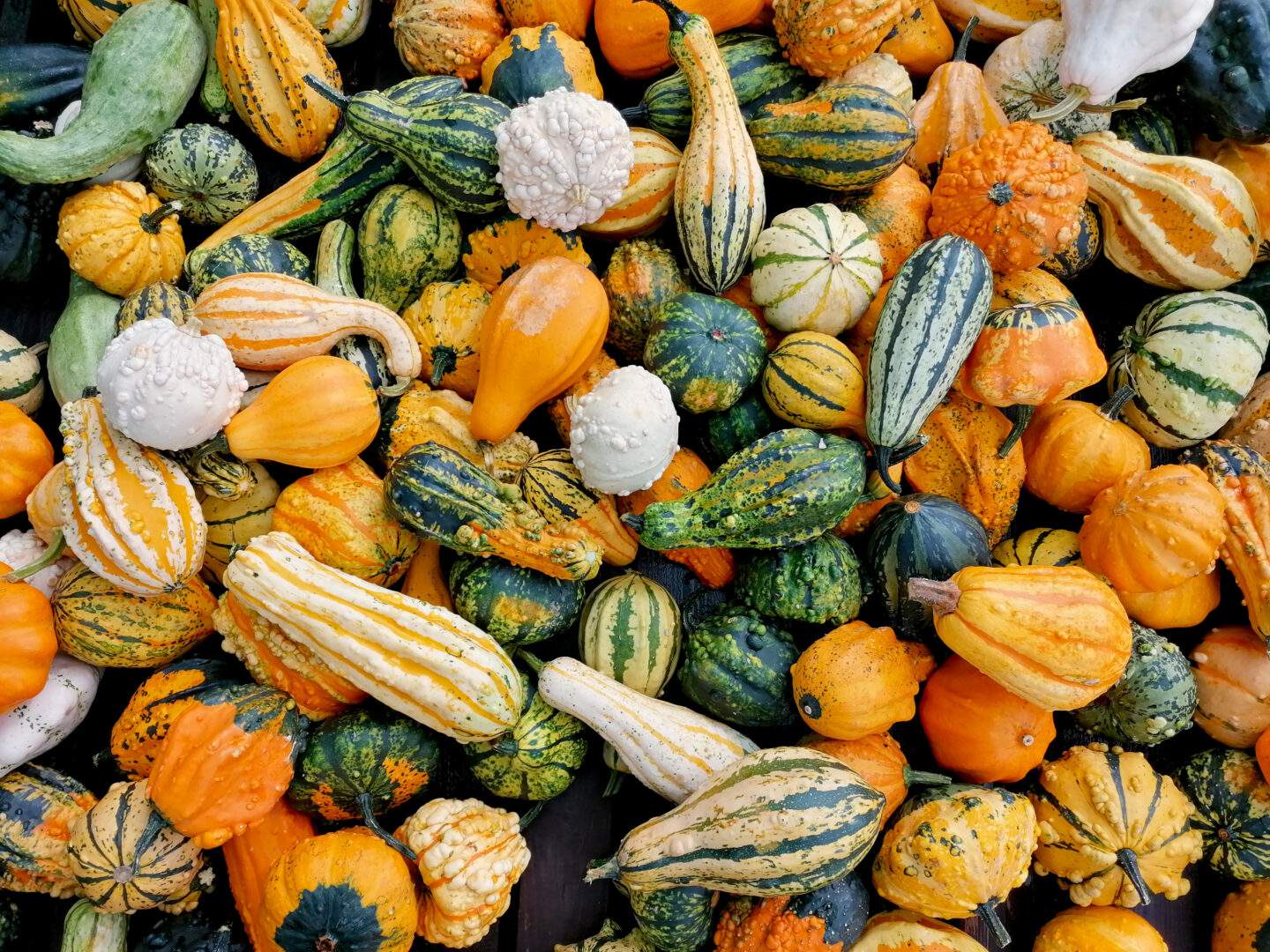 How to Grow your gourds in Colorado: Free guide