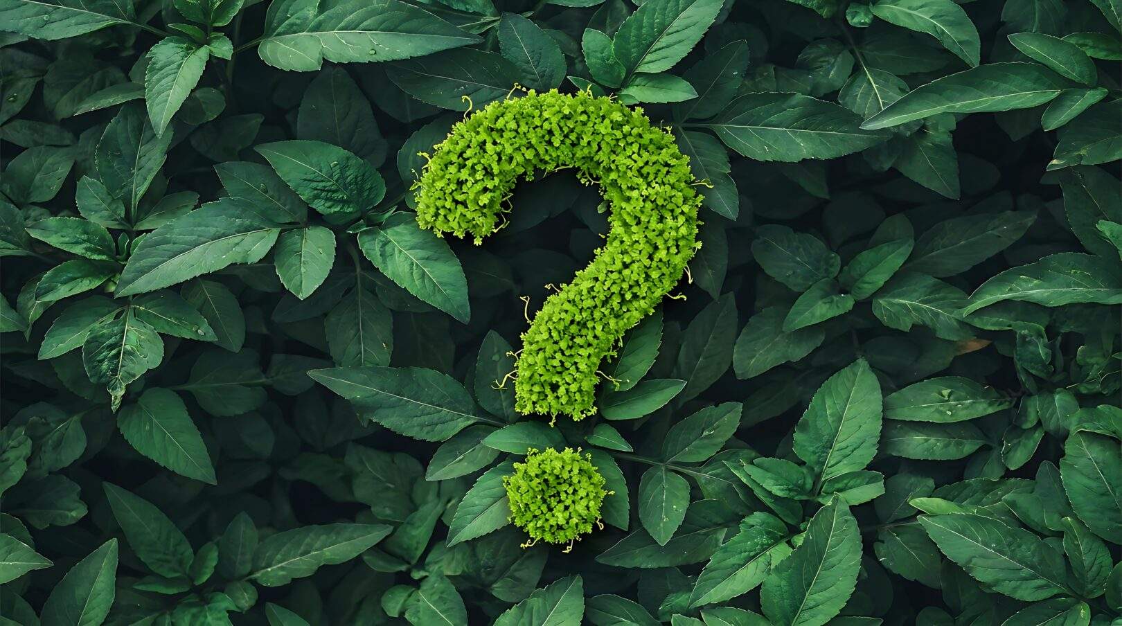 Question Mark made out of plants