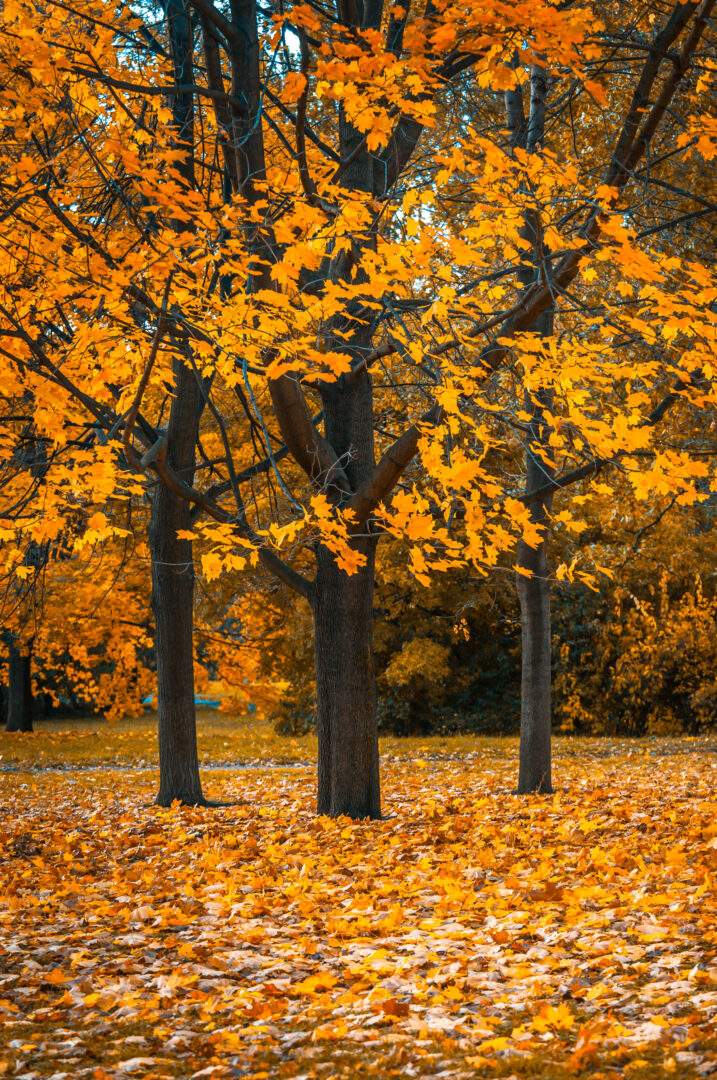 Fall Trees
