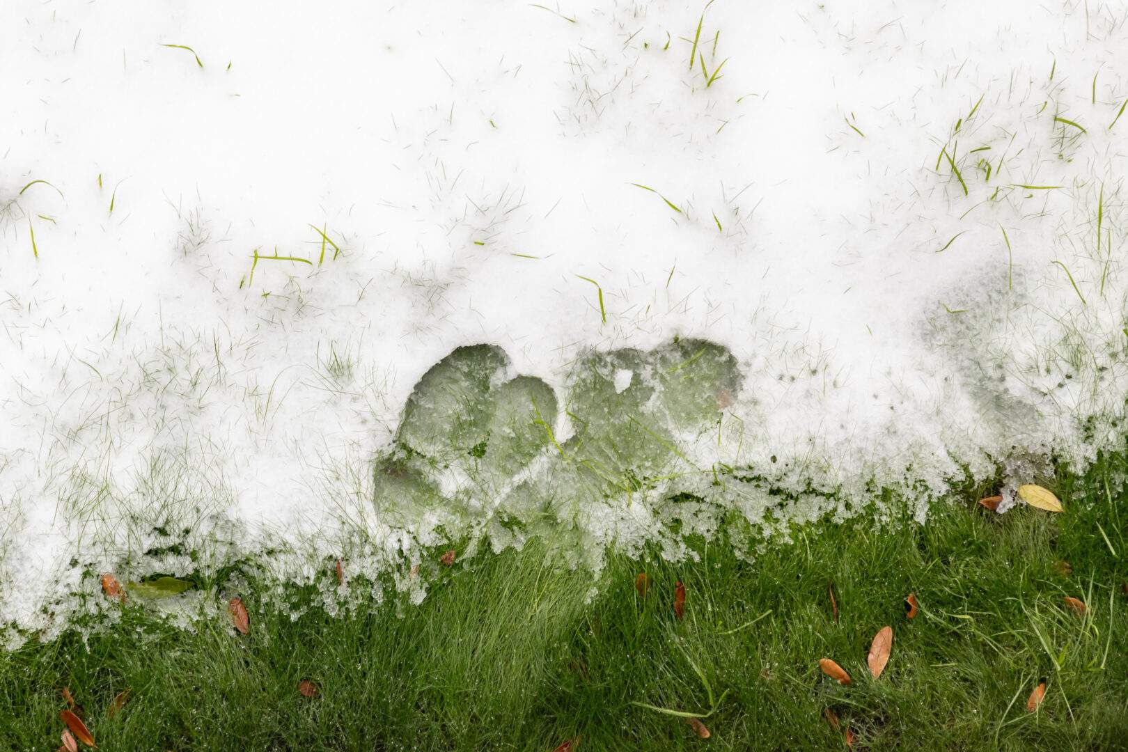 Try to minimize walking on your lawn in winter when there is snow on it.