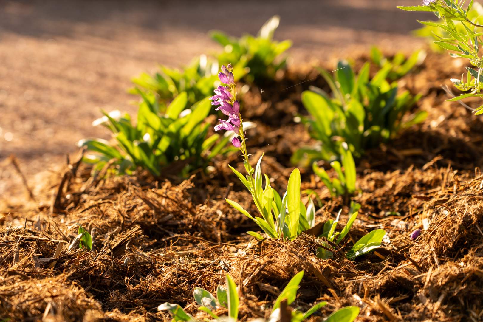 Mulch in the fall to prepare garden beds for winter