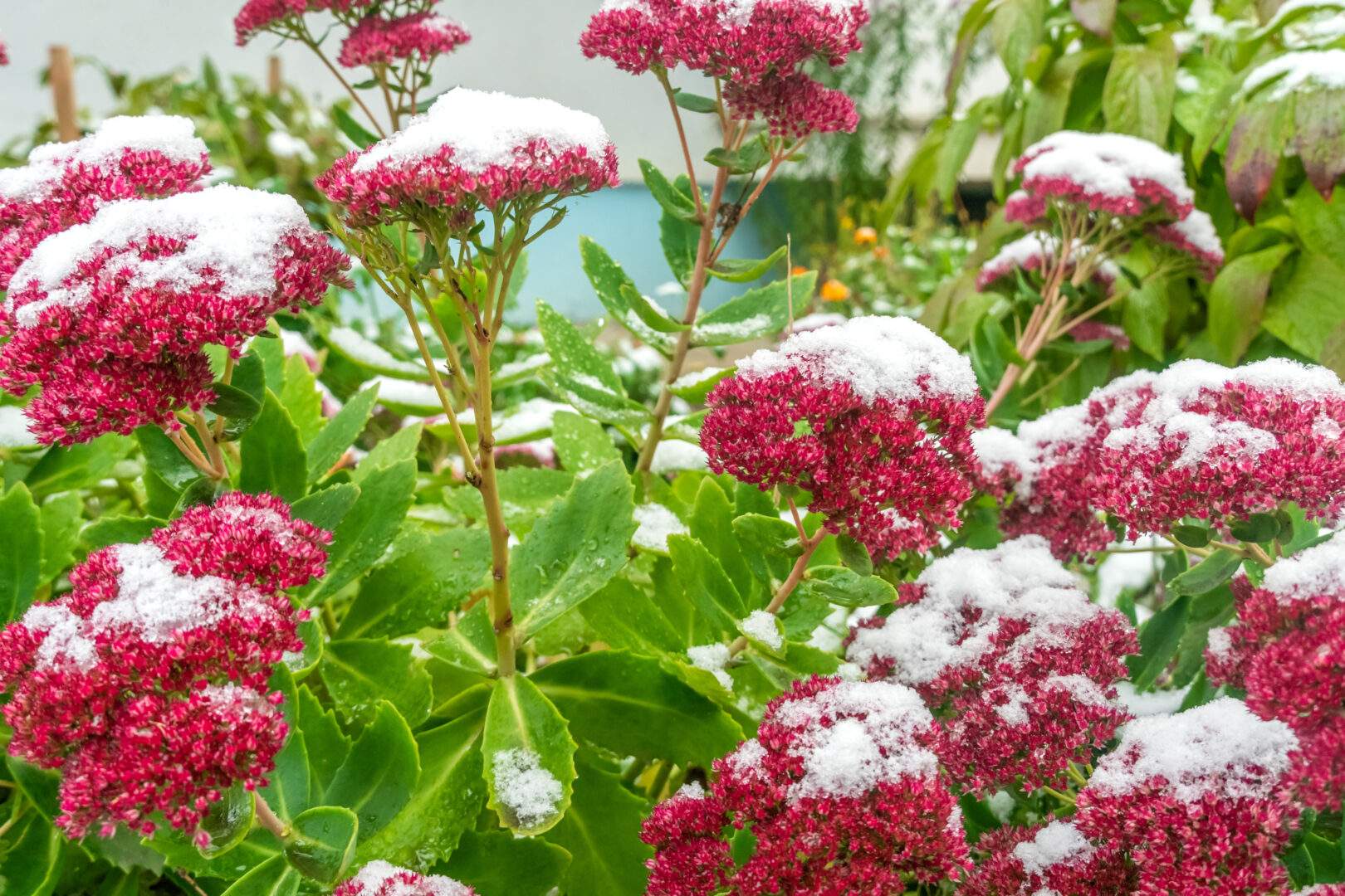 Snow on Flowers