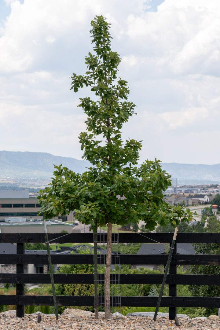 Young Sensitive Trees need to be wrapped to prepare for winter