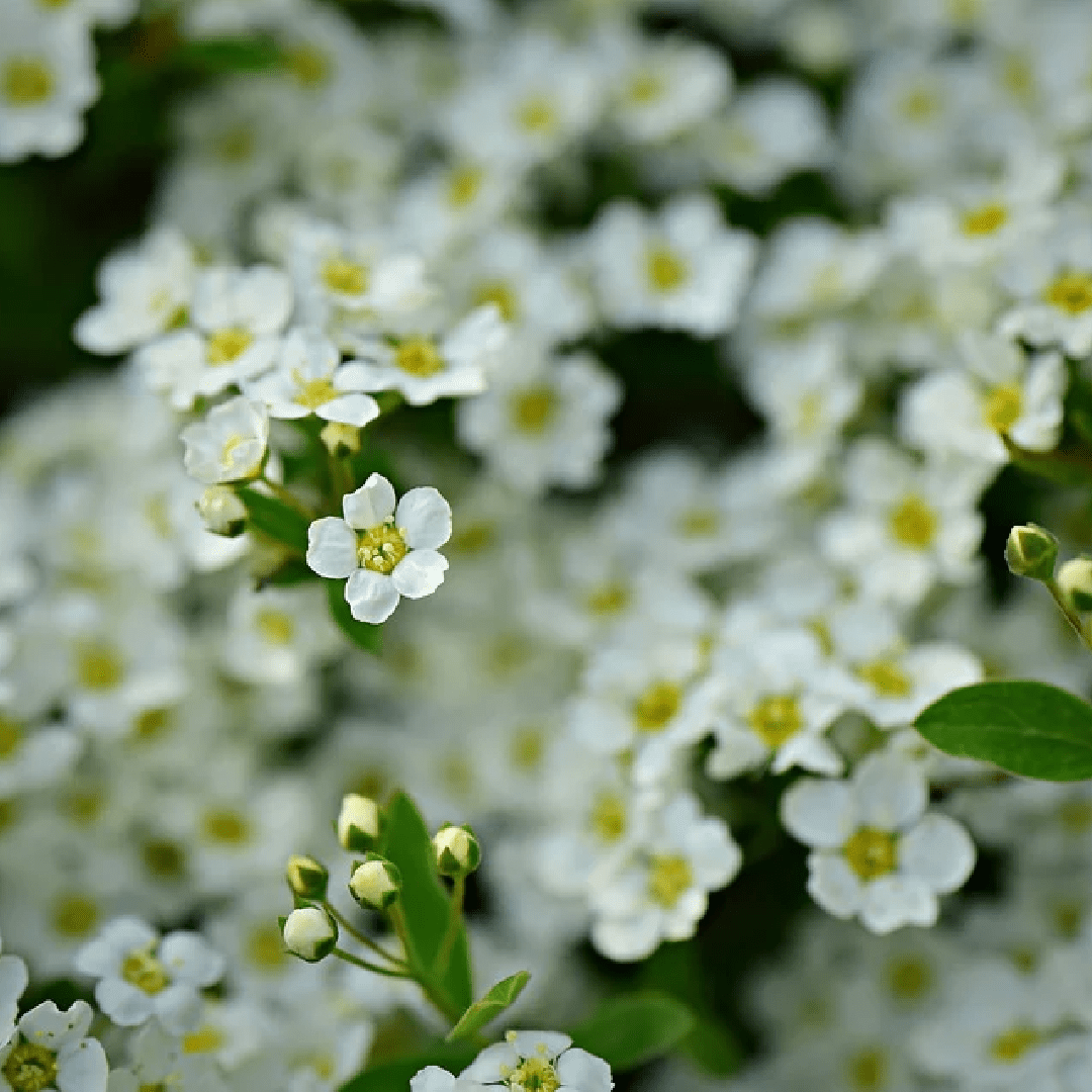 Alyssum