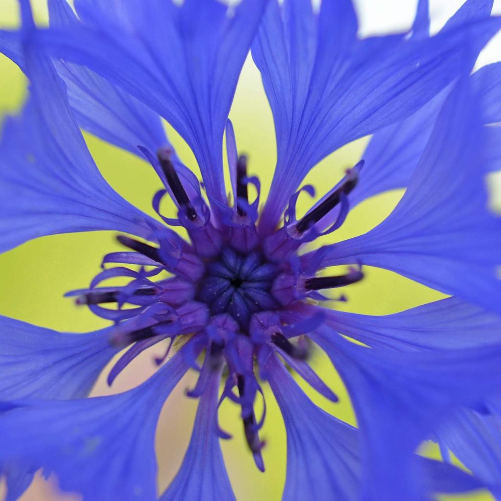 Button-Bachelor-Cornflower Button-Bachelor-Cornflower