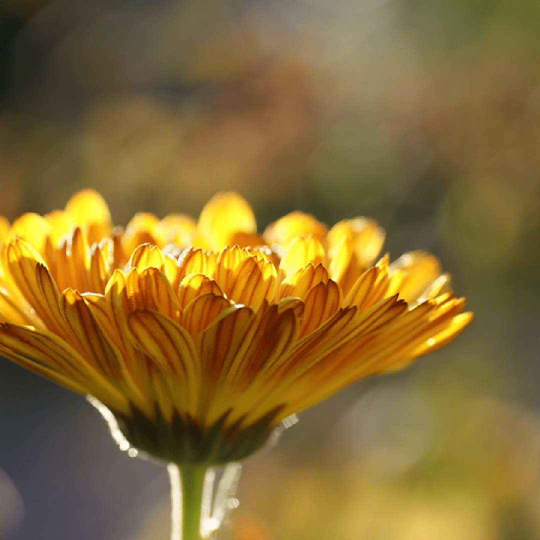 Calendula-01 Calendula-01