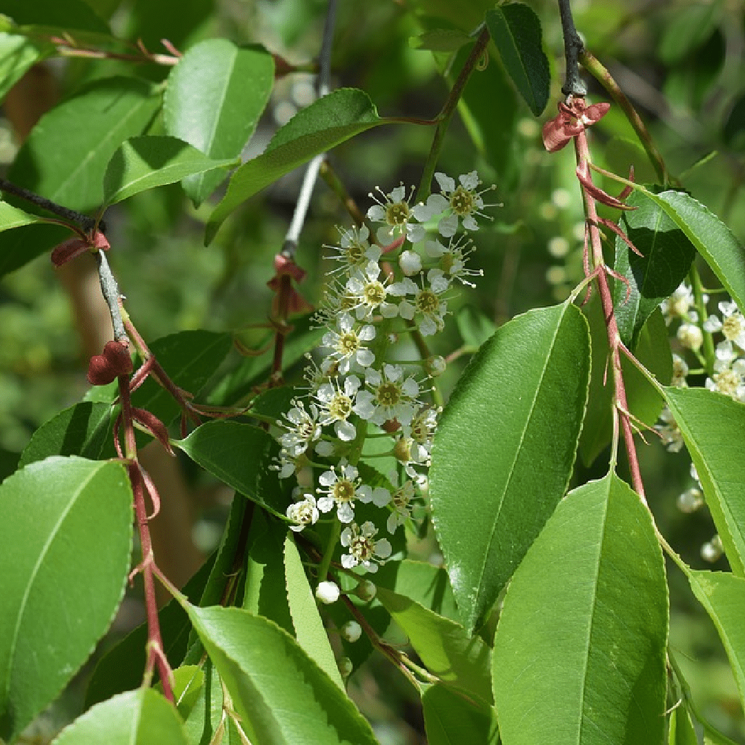 Chokecherry