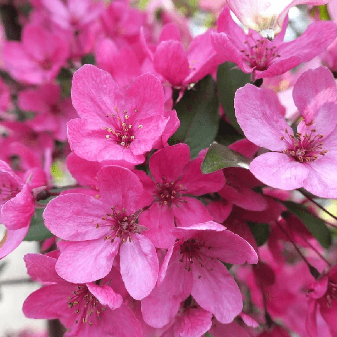 Crabapple