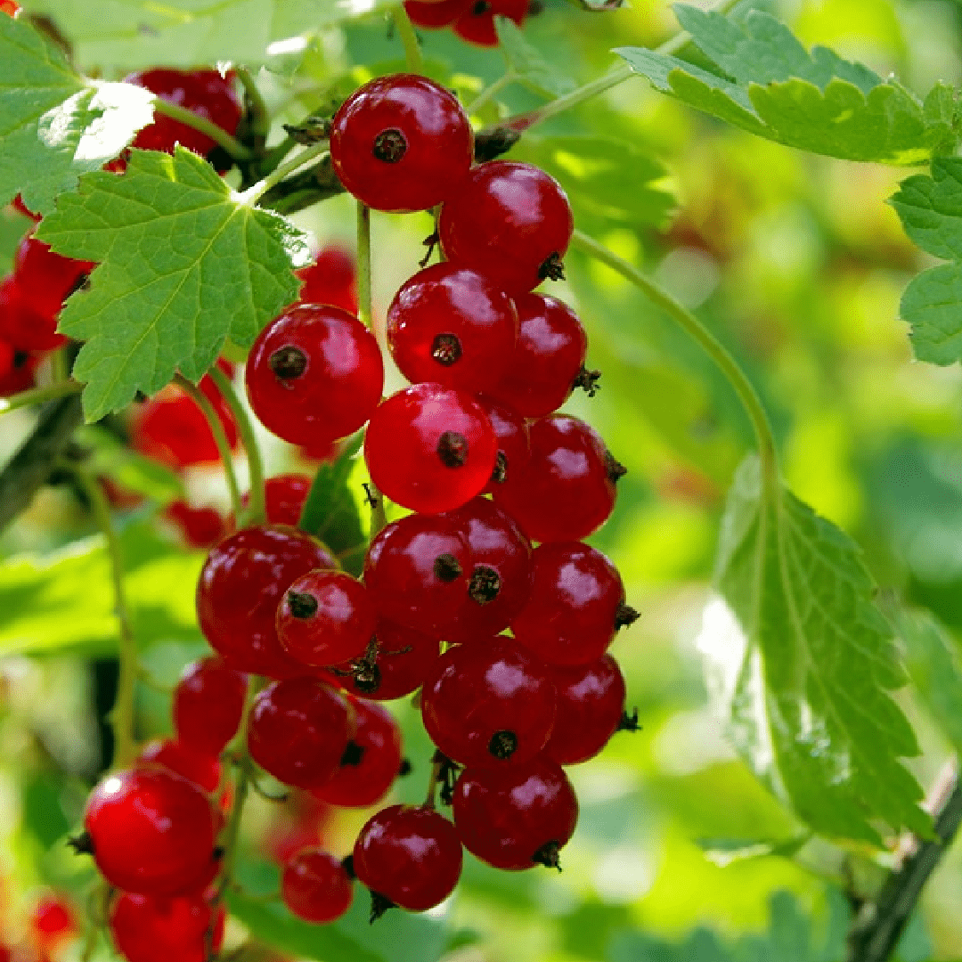 Currant