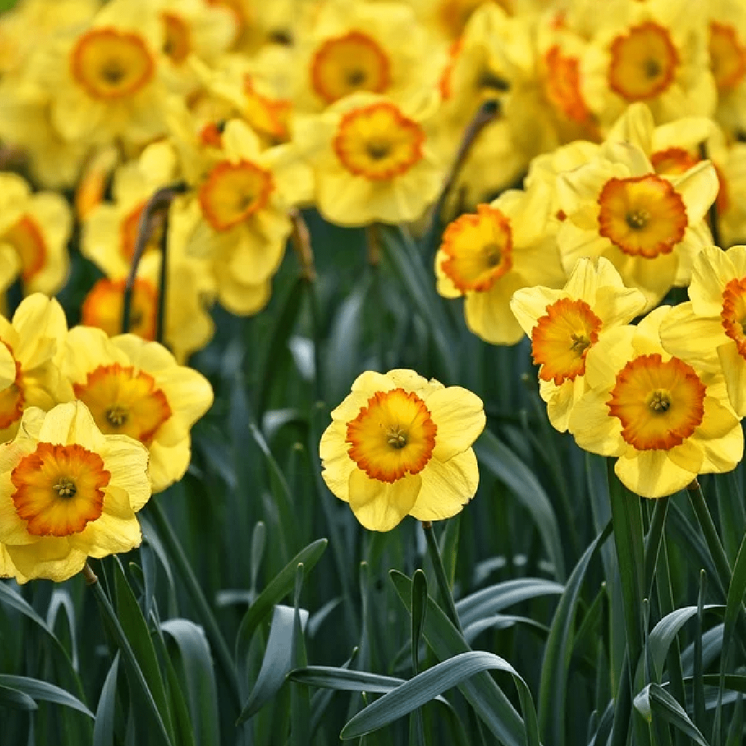 Daffodil-01 Daffodil