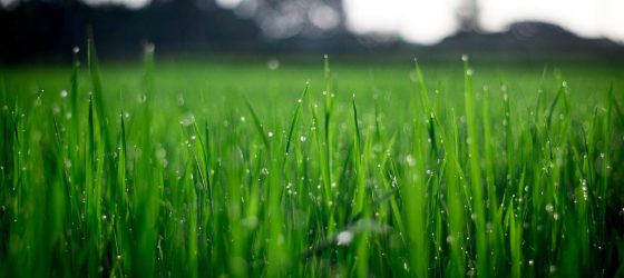 Grass