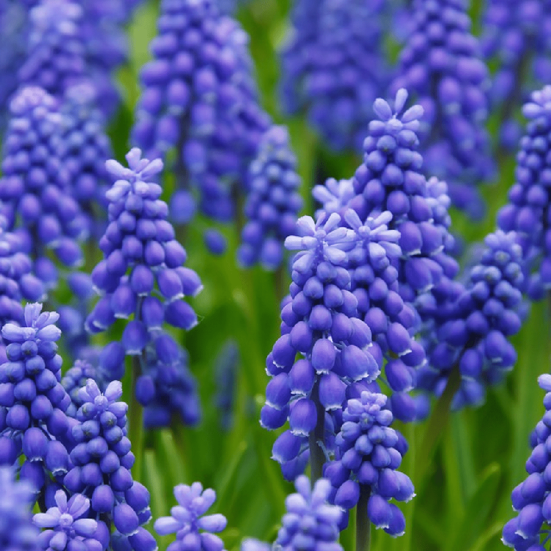 Hyacinth