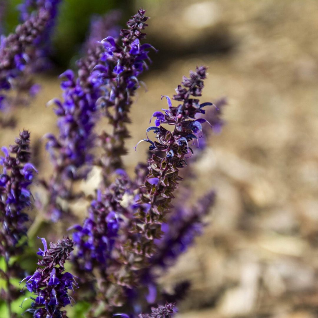Hyssop