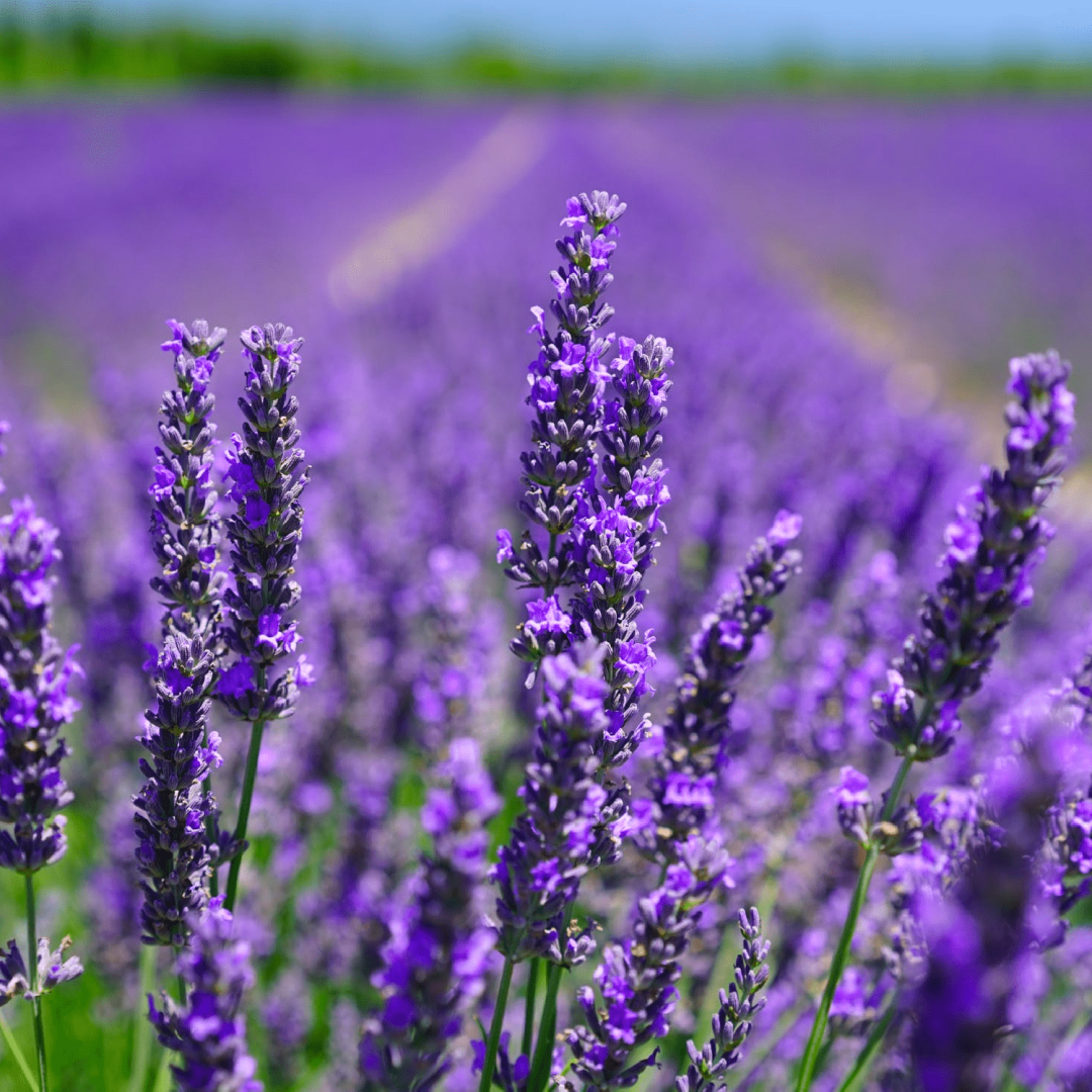 Lavender