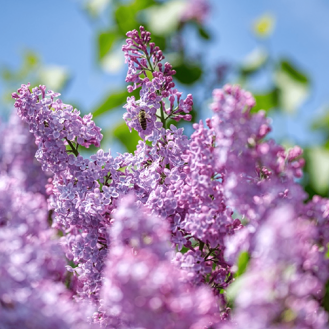 Lilac