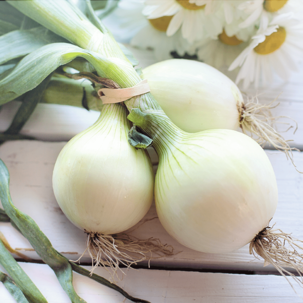Onions-01 Onions-01