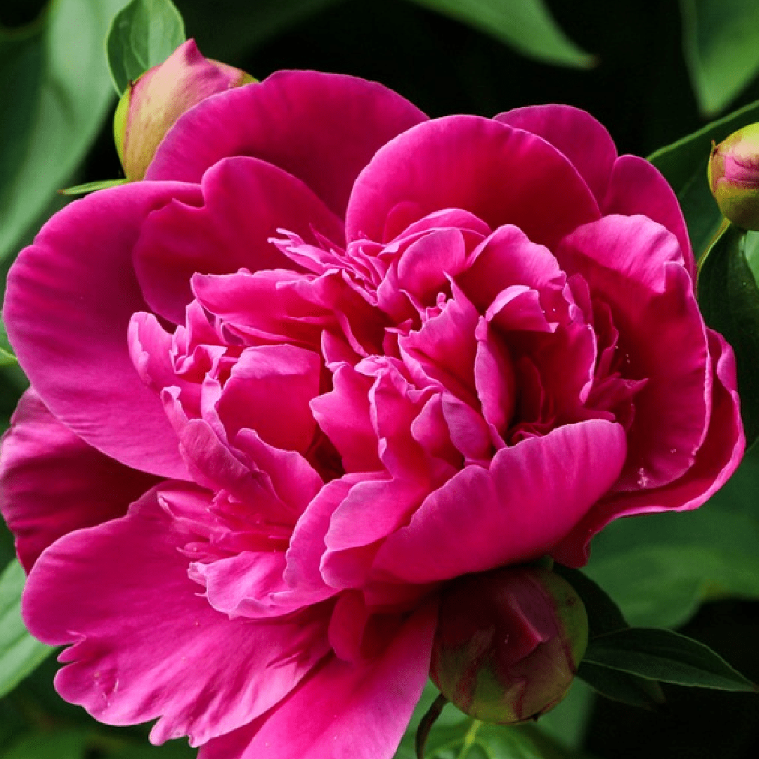 peony