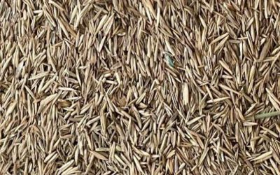 Close up of native turf grass seeds