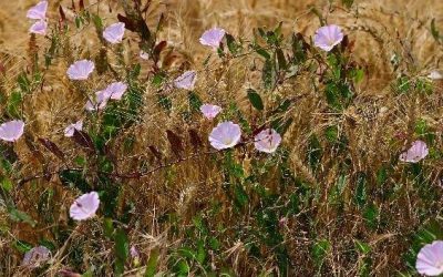 Weeds popping up in a field of flowers and native grasses