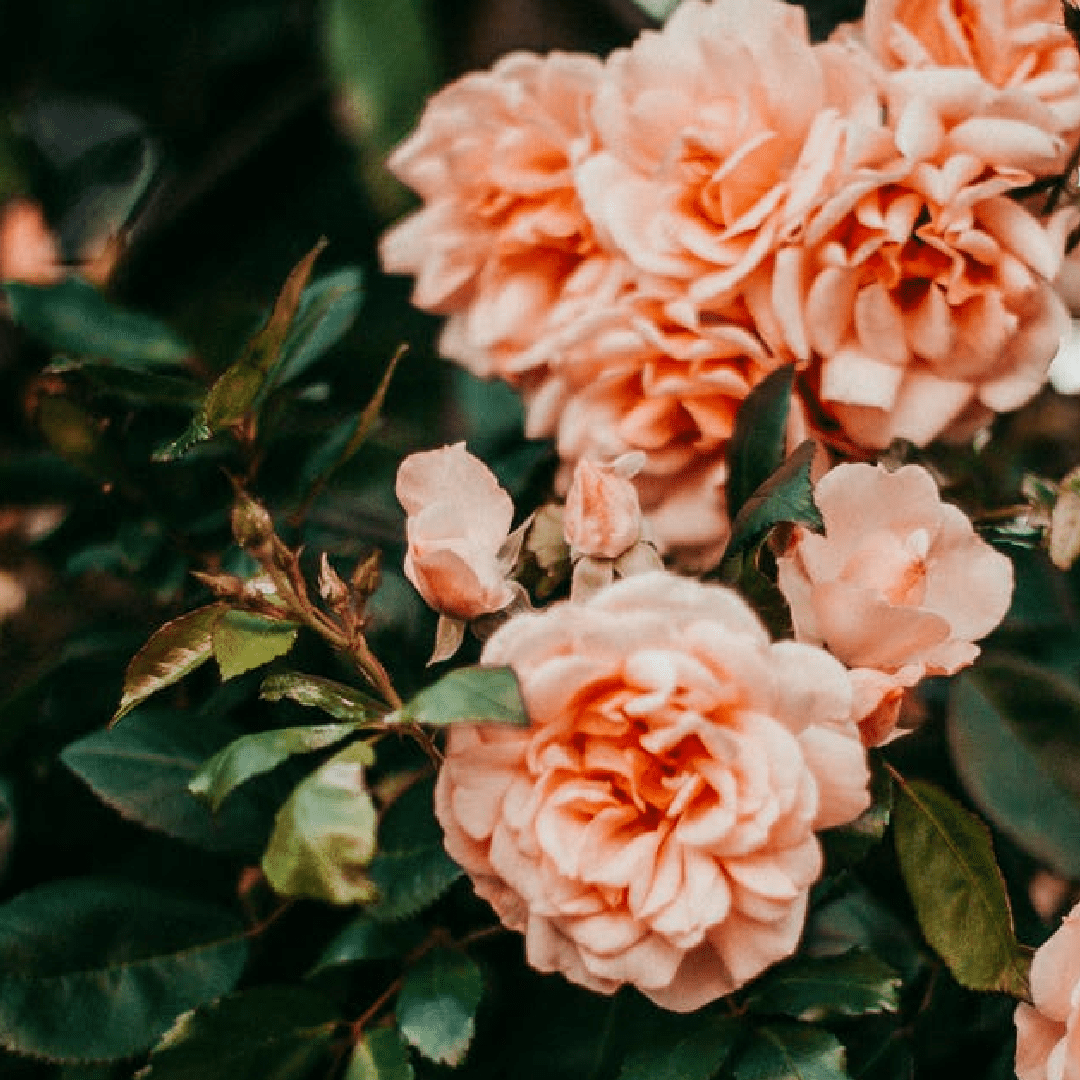 Roses