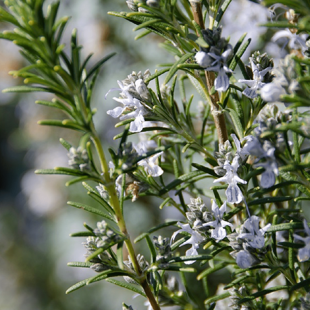 flowering rosemary bush