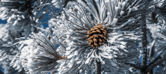 Snowy pinecone
