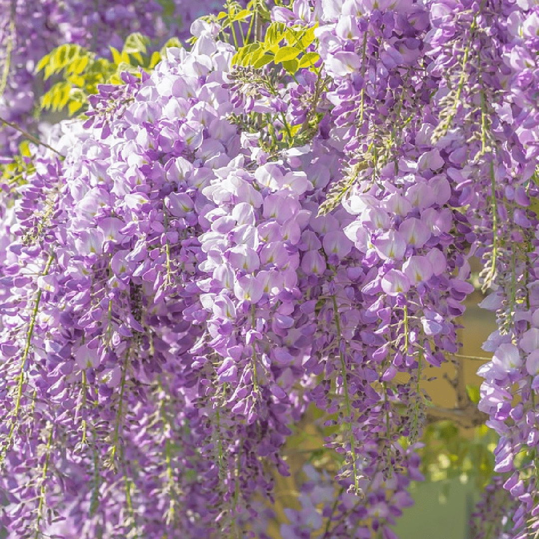 Wisteria-01
