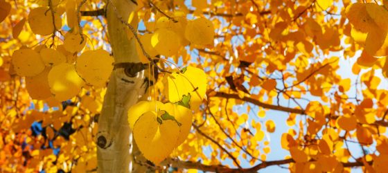Aspen Tree with fall colors