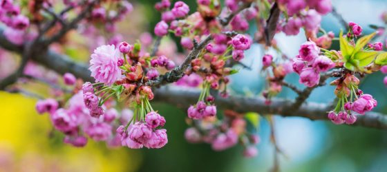 Close up of blooming tree branches with pink flowers and little green leaves. Springtime.