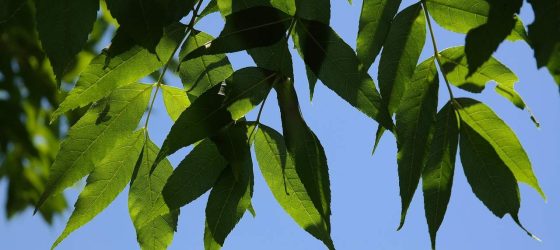 Ash Tree Leaves