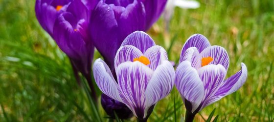 spring crocus
